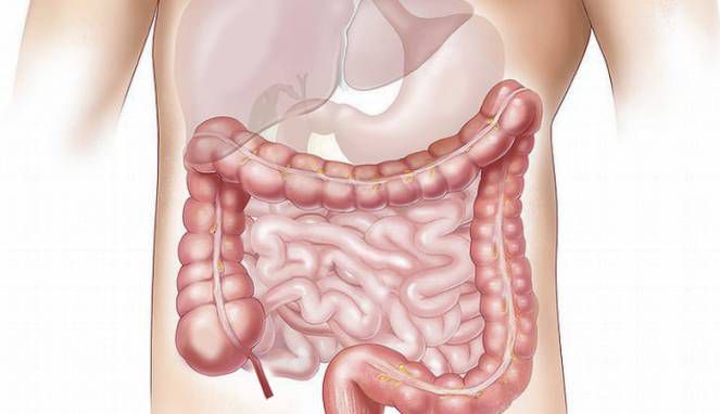 Ayo Bersihkan Toksin dari Usus Besar dengan Dua Bahan Ini