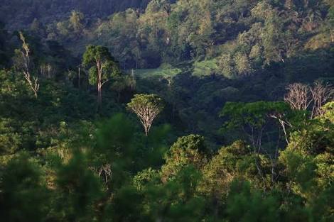 Luas Kawasan Hutan NTT 1,784 Juta Hektar