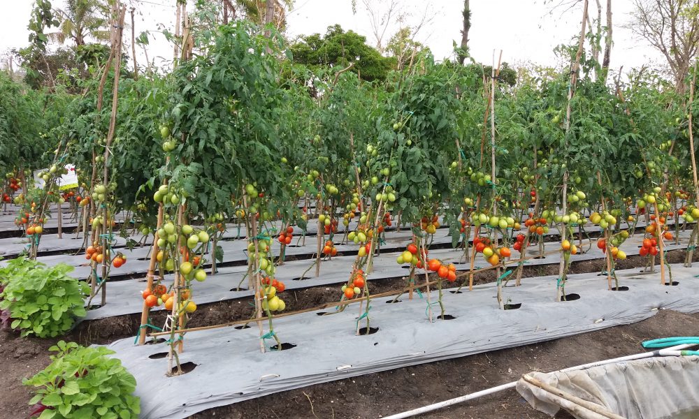 Petani Didorong Manfaatkan Musim Hujan Maksimalkan Tanam Hortikultura