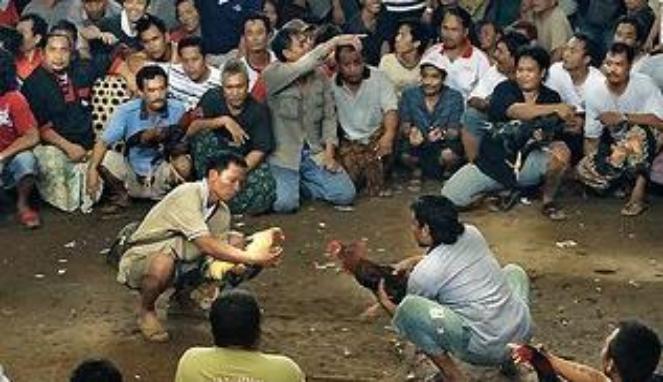 Gerebek Judi Sabung Ayam, Polisi Tangkap Tiga Pelaku di Naimata Gerebek Judi Sabung Ayam, Polisi Tangkap Tiga Pelaku di Naimata