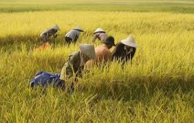 Nilai Tukar Petani NTT Meningkat 1,10 Persen