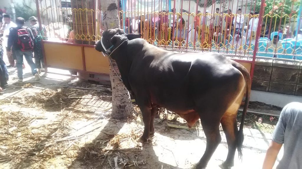 1.502 Hewan Qurban Disembelih di Kota Kupang