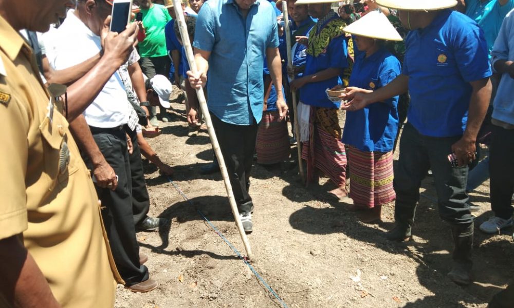 Gubernur Viktor Laiskodat Tanam Jagung di TTU