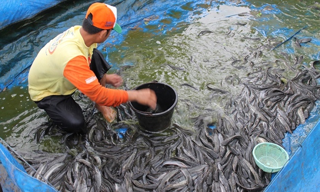 DKP Kota Kupang Segera Salurkan Bantuan 120.000 Benih Ikan