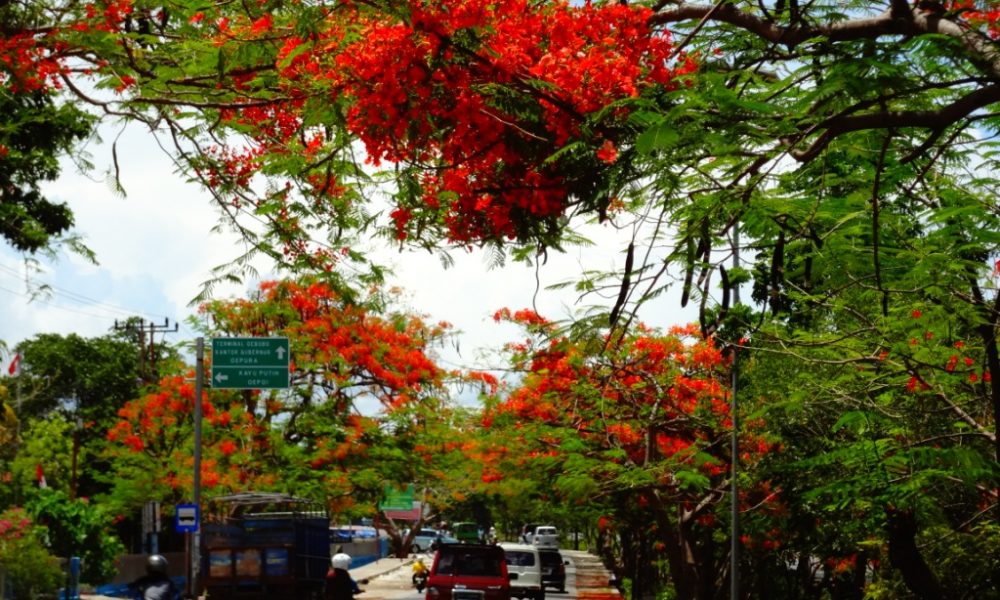 Wagub NTT Minta PLN Bantu Tanam Pohon Flamboyan di Tepi Jalan Protokol