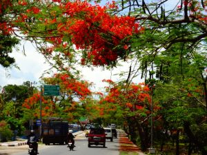 Wagub NTT Minta PLN Bantu Tanam Pohon Flamboyan di Tepi Jalan Protokol