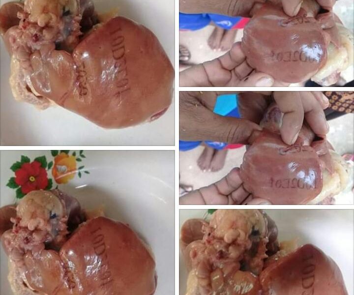 Heboh di Semau, Ada Tulisan di Hati Ayam, Pendeta Doa Bersama