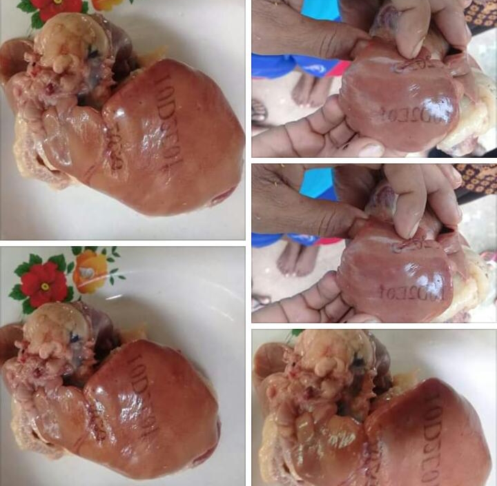 Heboh di Semau, Ada Tulisan di Hati Ayam, Pendeta Doa Bersama