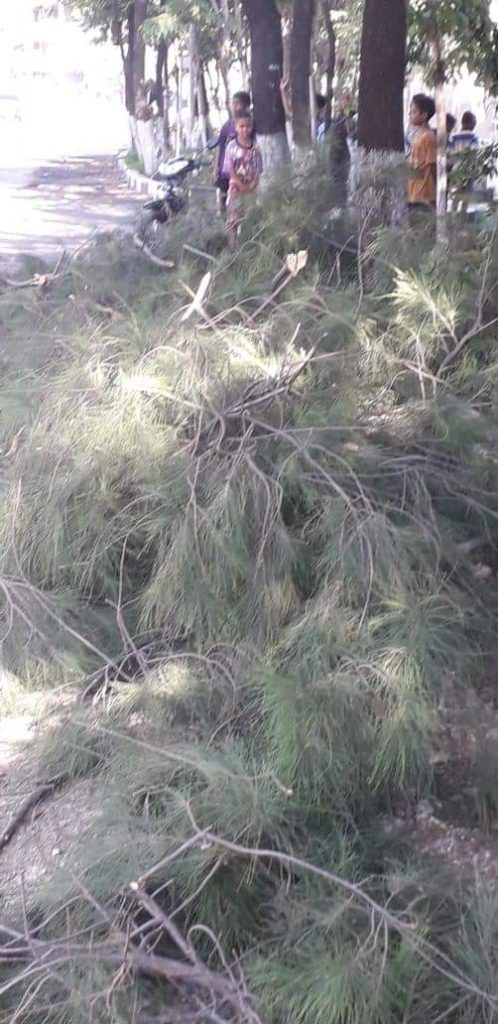 Tebang Cemara di Taman Tirosa, PUPR Minta Maaf dan Siap Bertanggung Jawab