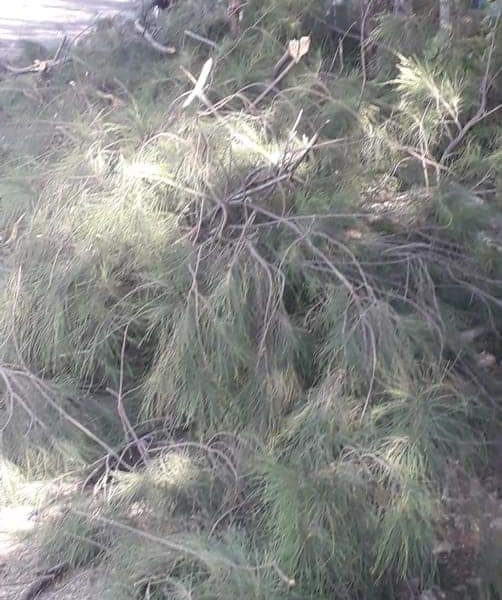 Tebang Cemara di Taman Tirosa, PUPR Minta Maaf dan Siap Bertanggung Jawab