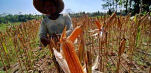 Nilai Tukar Petani NTT Turun 0,36 Persen
