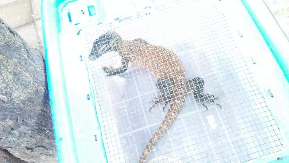 Jual Komodo, Mahasiswa Asal Brebes Ditangkap Bareskrim Polri