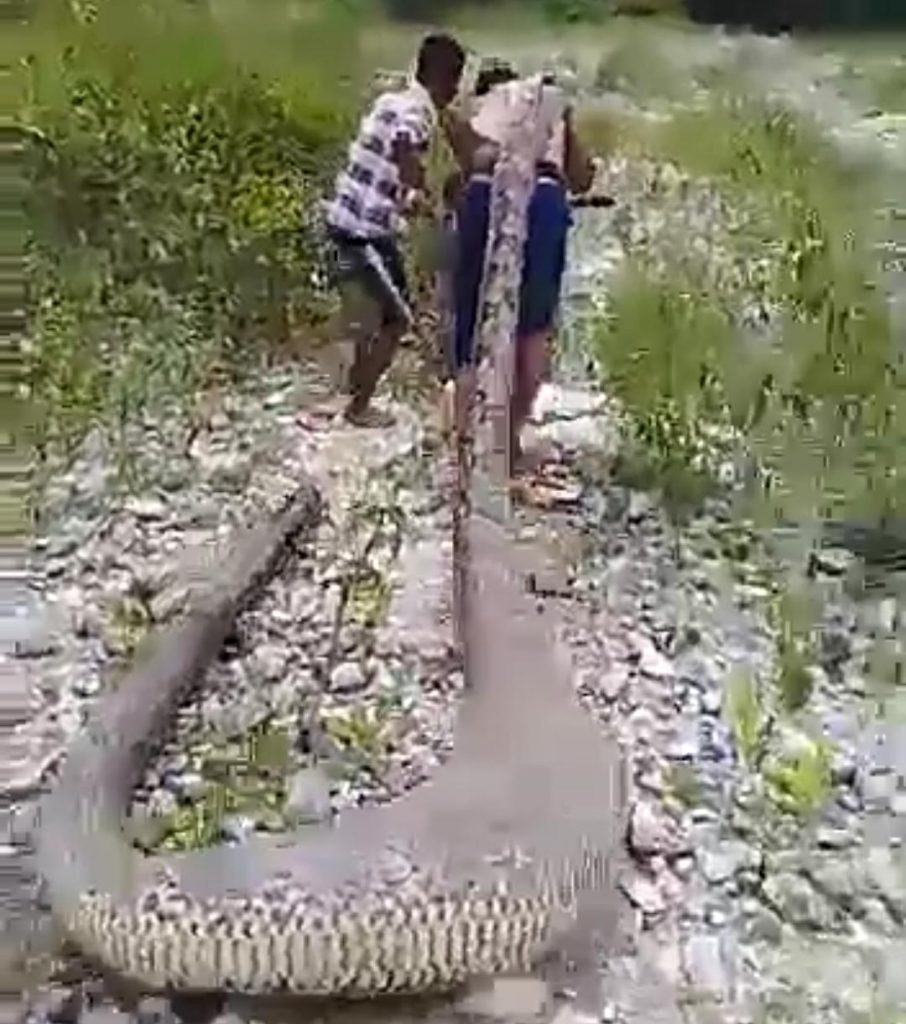 Ular Raksasa Ditemukan di Hutan TTS