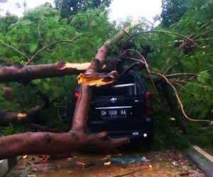 Kumpulan Foto Pohon Tumbang Akibat Angin Kencang di Kupang