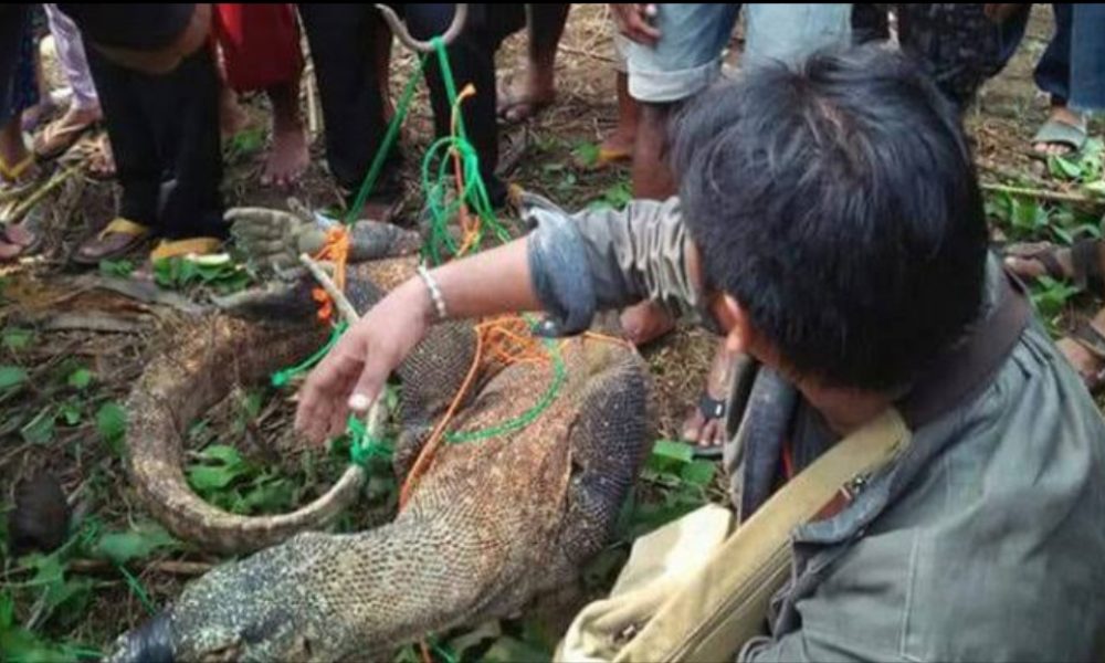 Jaringan Perdagangan Satwa Liar Sudah Kirim 41 Komodo ke Luar Negeri
