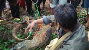 Jaringan Perdagangan Satwa Liar Sudah Kirim 41 Komodo ke Luar Negeri