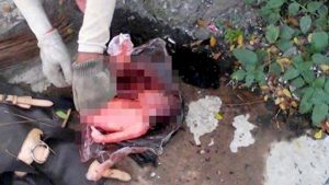 Mayat Bayi Ditemukan Membusuk di Jalur 40