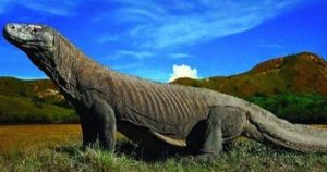 Penutupan TNK Diputus Akhir 2019, Tim Terpadu Segera Kunjungan Lapangan