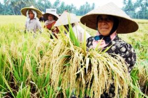 Lewat UPJA, Program Alsintan Kementan Tingkatkan Pendapatan Petani di Sikka