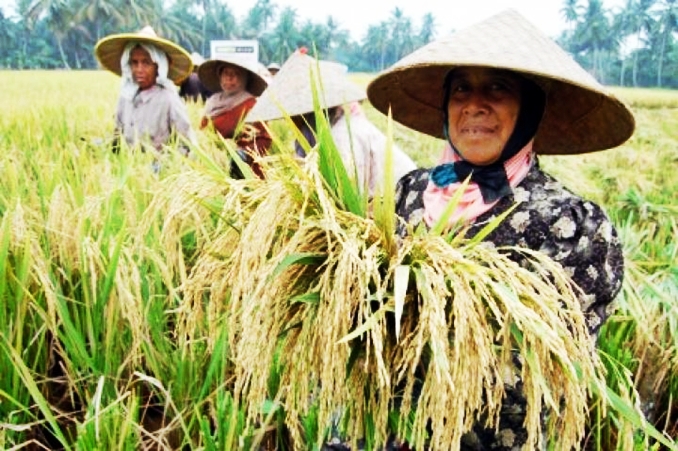 Lewat UPJA, Program Alsintan Kementan Tingkatkan Pendapatan Petani di Sikka