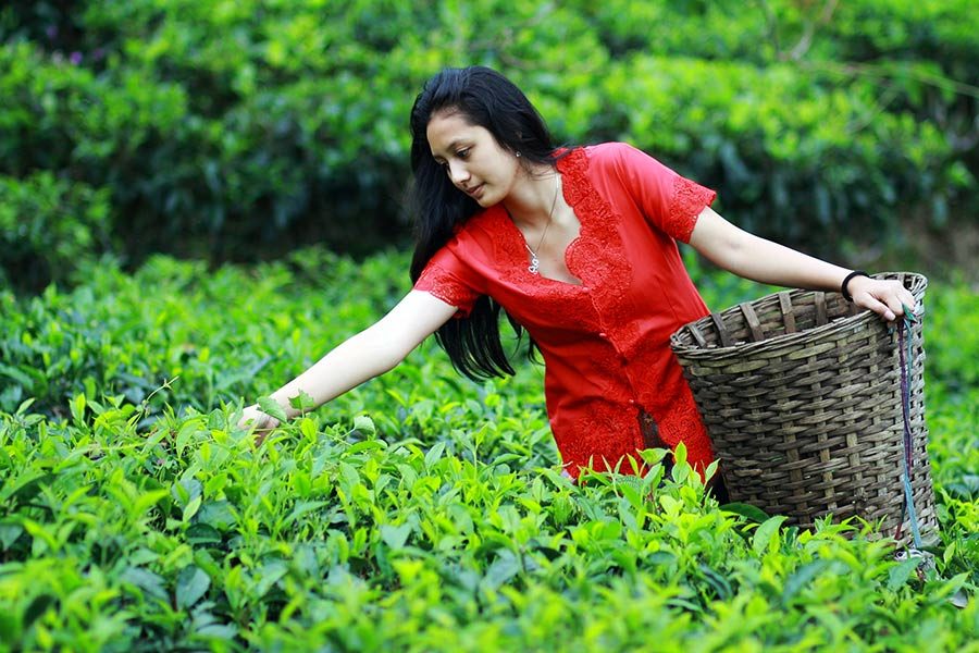 Daya Beli Petani di NTT Meningkat Daya Beli Petani di NTT Meningkat