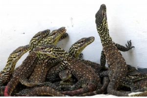 6 Komodo Sitaan Polda Jatim Segera Dilepasliarkan