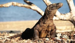 Jual Bayi Komodo, Tiga Pria Terancam Lima Tahun Bui