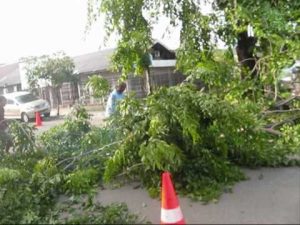 PLN Imbau Masyarakat Tidak Potong Pohon Sendiri di Dekat Jaringan Listrik