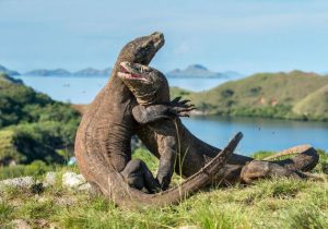 Hasil Penelitian Undana Bisa Jadi Acuan Kelola TNK