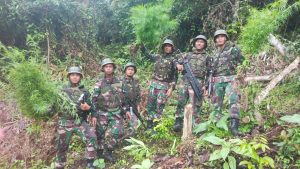 Satgas Pamtas RI-PNG Temukan Ladang Ganja di Wilayah Perbatasan