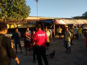 Polisi Gerebek Judi Sabung Ayam di Pasar Oeba