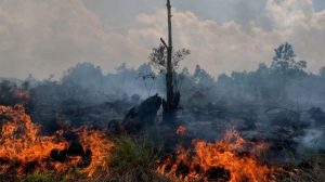 Agustus, NTT Berpotensi Dilanda Karhutla
