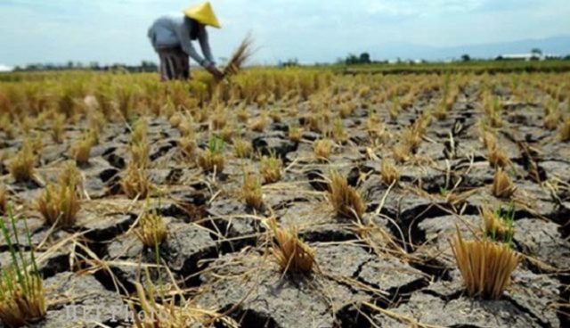 Kekeringan di NTT, 15 Hektare Lahan Pertanian Terdampak Puso