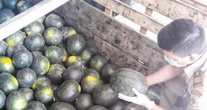 20 Ton Semangka Rote Diekspor ke Timor Leste