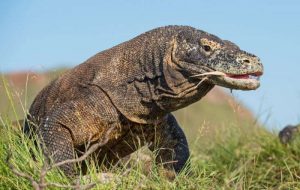 Warga Pulau Komodo Tolak Relokasi dan Penutupan Taman Nasional