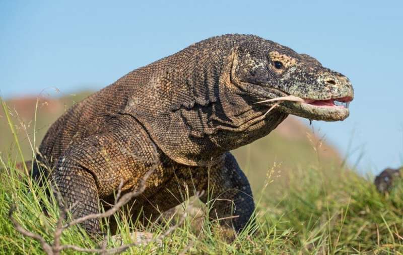 Warga Pulau Komodo Tolak Relokasi dan Penutupan Taman Nasional
