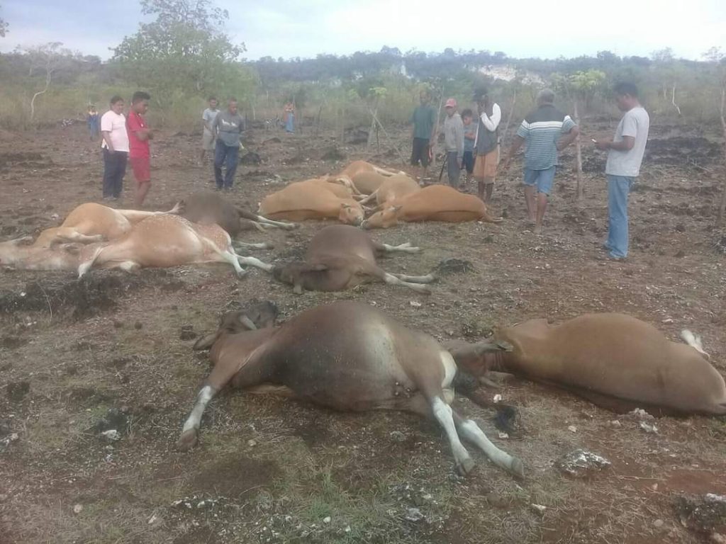 Tersambar Petir, 13 Ekor Sapi di Bolok-Kupang Mati