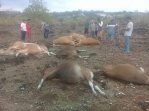 Tersambar Petir, 13 Ekor Sapi di Bolok-Kupang Mati
