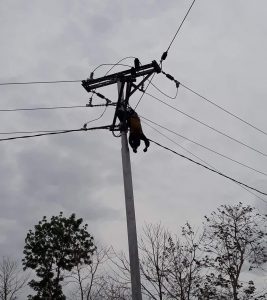 SADIS! Omrisius Nomleni Tewas Kesetrum di Atas Tiang Listrik