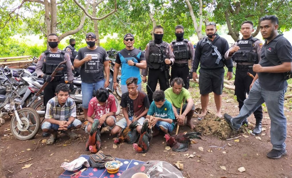 Polres SBD Gerebek Judi Sabung Ayam dan Kuru-kuru