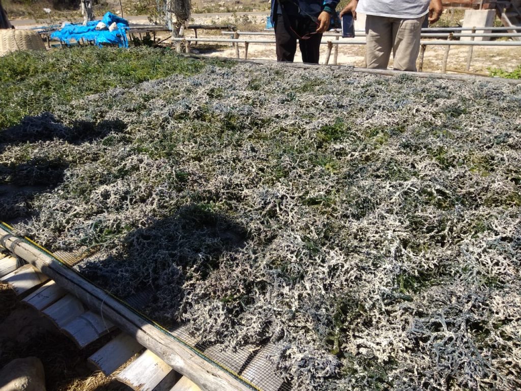 Diduga Debu dari Pekerjaan Jembatan PLTU Timor 1 Cemari Rumput Laut Petani