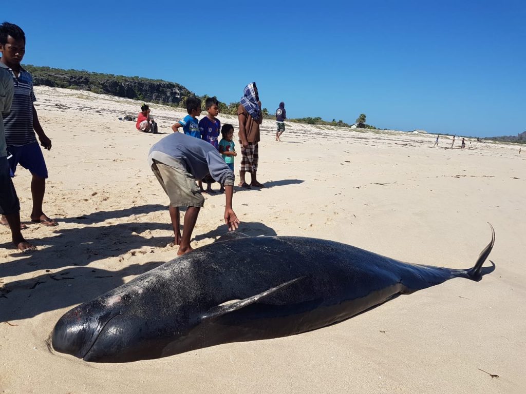 Paus Biru Terdampar di Sabu Raijua, 11 Ekor Mati, 1 Diselamatkan