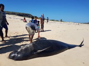 Paus Biru Terdampar di Sabu Raijua, 11 Ekor Mati, 1 Diselamatkan