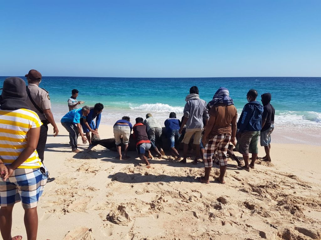 12 Ekor Paus yang Terdampar di Sabu Raijua Berjenis Short-Finned Pilot Whale