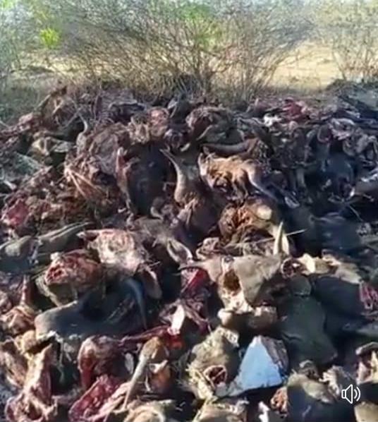 Polisi Amankan Dua Terduga Pelaku Pembuangan Ratusan Kepala Sapi di Kupang