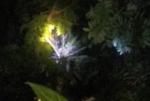 Dua Balita di Adonara Tewas Dibunuh Ayah Kandung