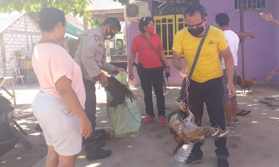 Gerebek Judi di Kupang, Polisi Amankan 7 Ekor Ayam Jago