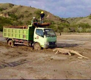 Komodo Halangi Truk, Ansy Lema: KLHK adalah Pengawal Konservasi TNK, Bukan Pemberi Izin