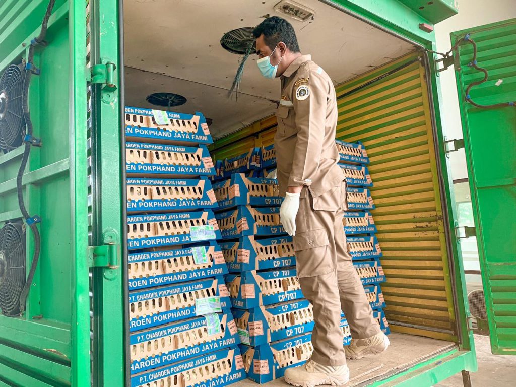 Karantina Pertanian Kupang Ekspor 32 Ribu Bibit Ayam Petelur ke Timor Leste