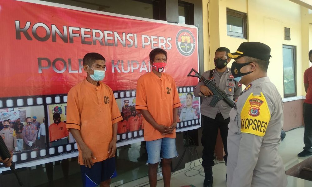 Polisi Bekuk Dua Pencuri Sapi di Kupang, Terancam 7 Tahun Penjara